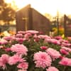 Grabbepflanzung im Frühling 
