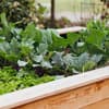 Selbst gebautes Hochbeet