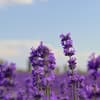 Lavendel blüht nicht