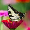 Schmetterling auf einer Pflanze