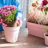 Frau topft pflegeleichte Balkonblumen ein