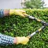 Mann schneidet eine Hecke