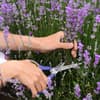 Frau schneidet Lavendel
