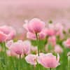 Gartenpflanzen die wenig Wasser brauchen