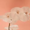 Orchideen zum Blühen bringen