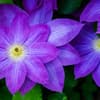 Sichtschutz-Pflanze Clematis