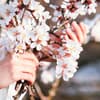 Hände, die Ast mit weißen Obstbaum-Blüten umgreifen