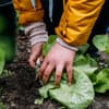 Kinder ernten Gemüse Kinder ernten Gemüse