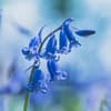 Nahaufnahme einer Glockenblume Nahaufnahme einer Glockenblume