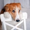 Diese Lebensmittel dürfen Hunde nicht fressen: Hund schaut treu