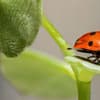 Grußkarte Frühling als Download