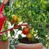 Eine Tomatenpflanze wird mit Wasser versorgt