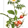 Heilpflanze Hagebutte