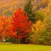 Bäume in schönen Herbstfarben