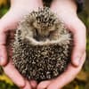 Igel schützen