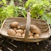 Korb mit Kartoffeln aus dem eigenen Garten