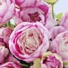 Pfingstrose in Pink 