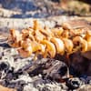 Champignonspieße über der Glut