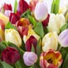 So bleiben Ihre Schnittblumen lange frisch: Tulpen in einer Vase