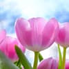 Tulpen: Die schönsten Frühlingsblumen