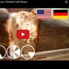 video-bananenkuchen.jpg