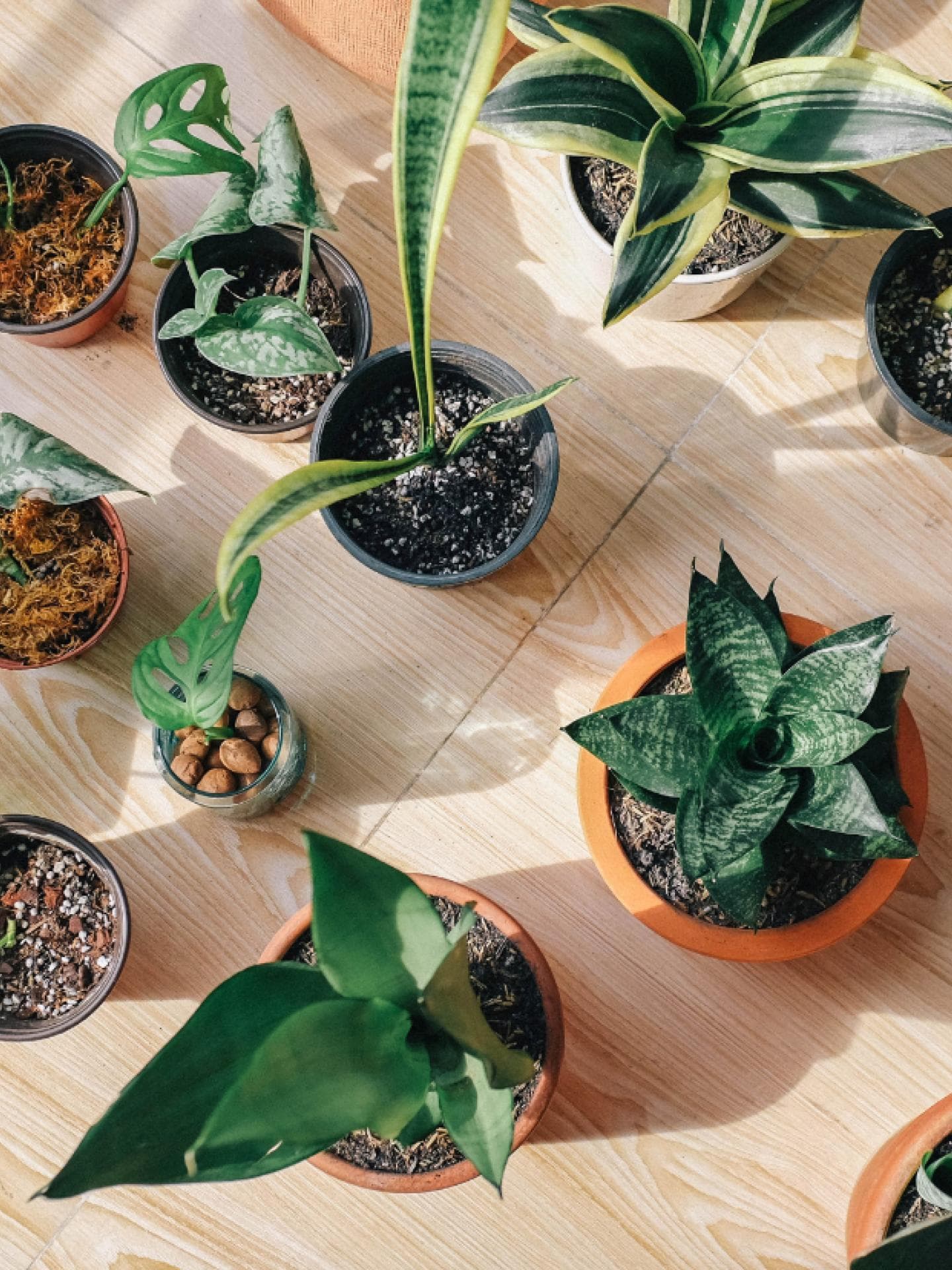 Schimmel auf Blumenerde: Ursachen, Tipps und Hilfe