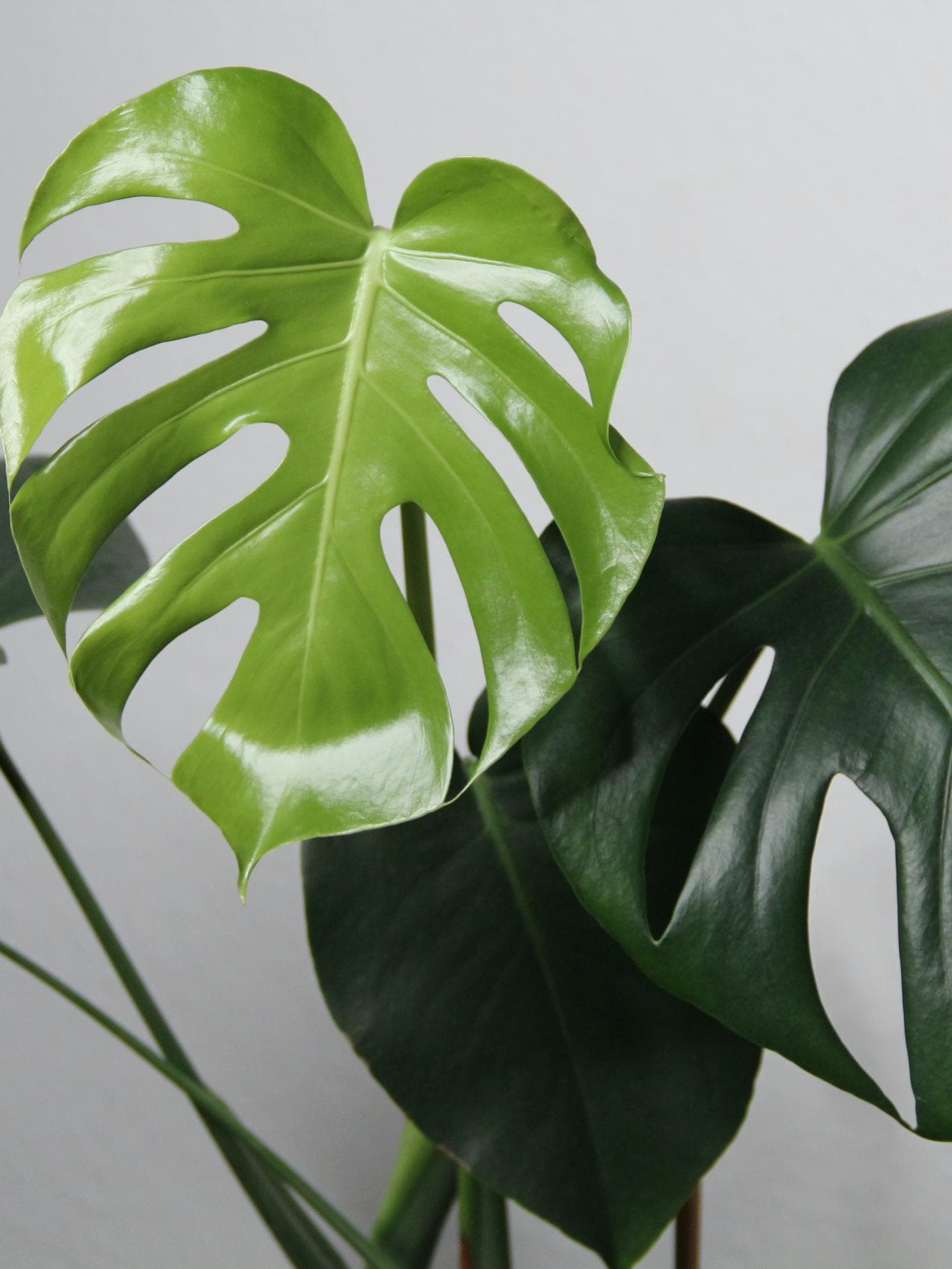 Monstera richtig pflegen