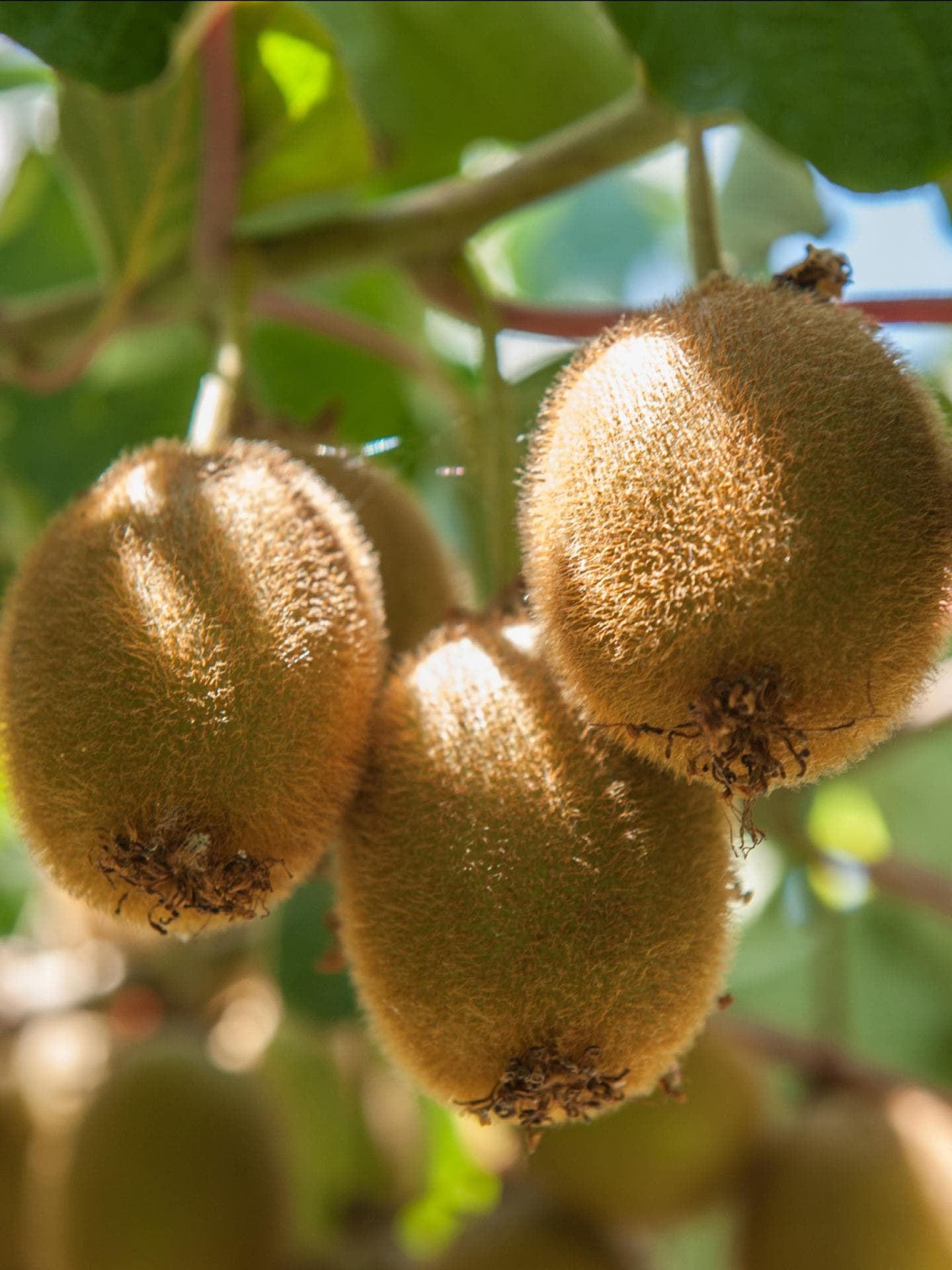 Kiwi pflanzen: Anleitung und Tipps, wie Sie die Frucht einfach selbst  anbauen