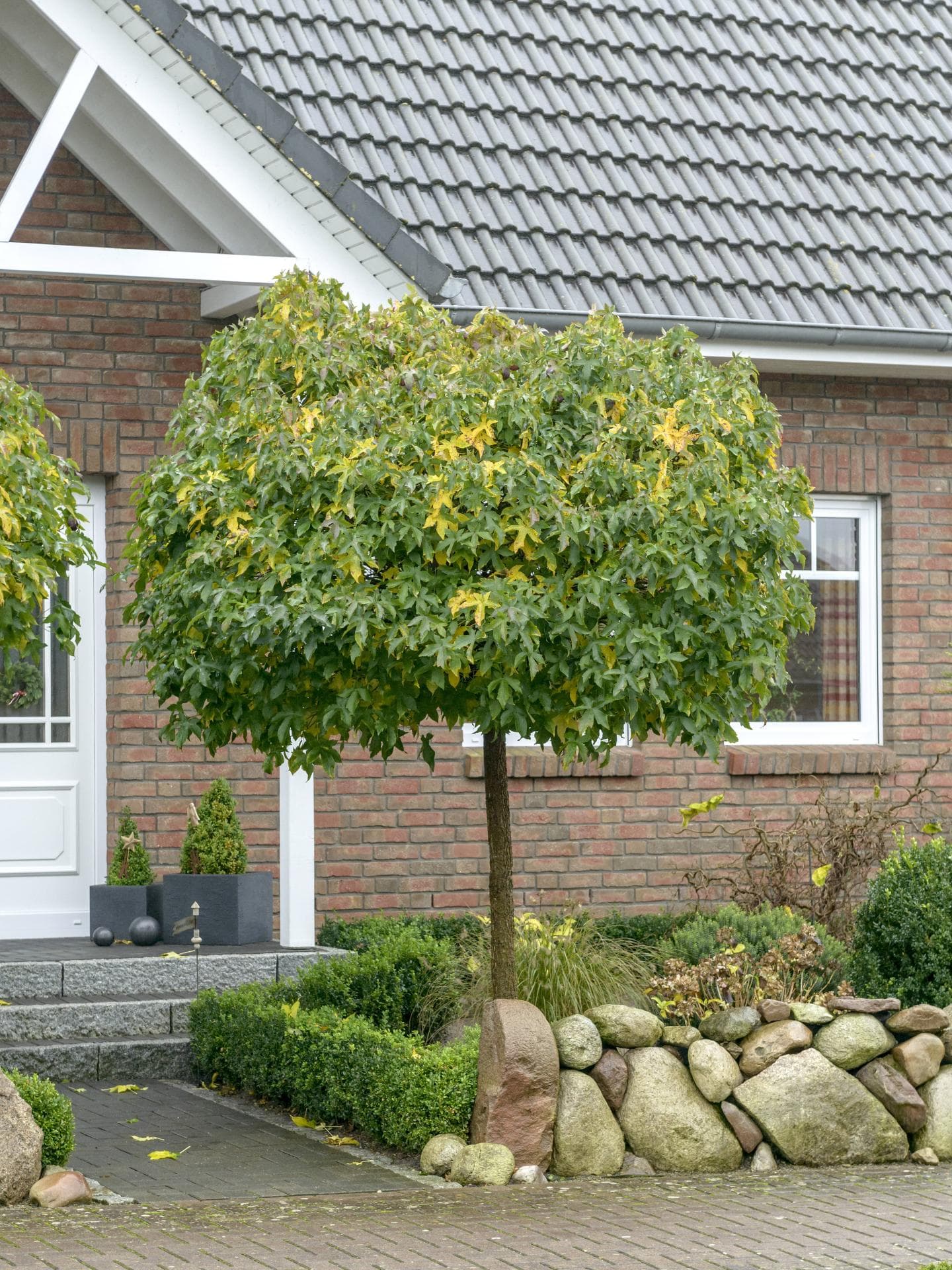 Kugel-Amberbaum für den Vorgarten 