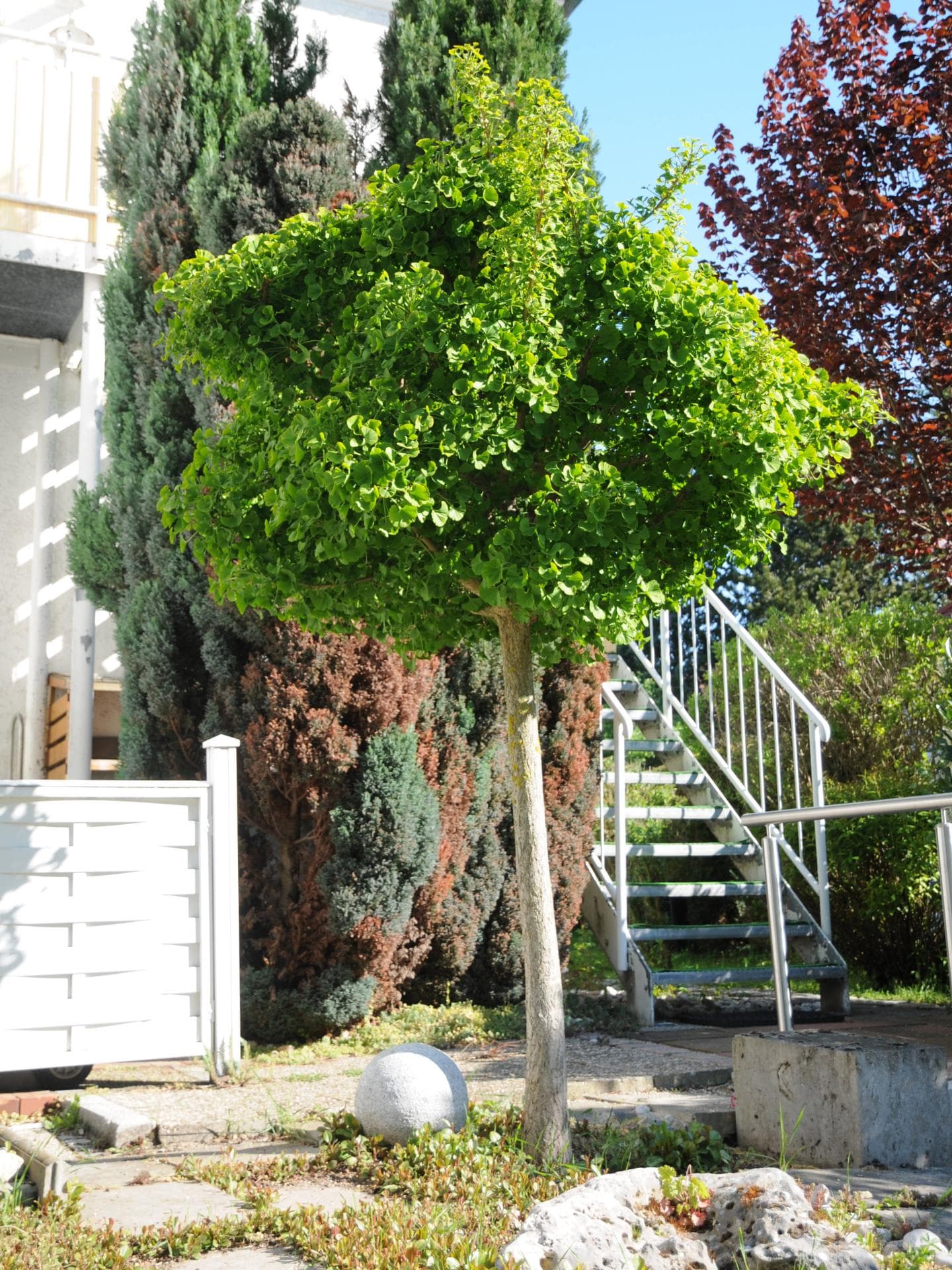 Kugel-Ginkgobaum im Vorgarten 