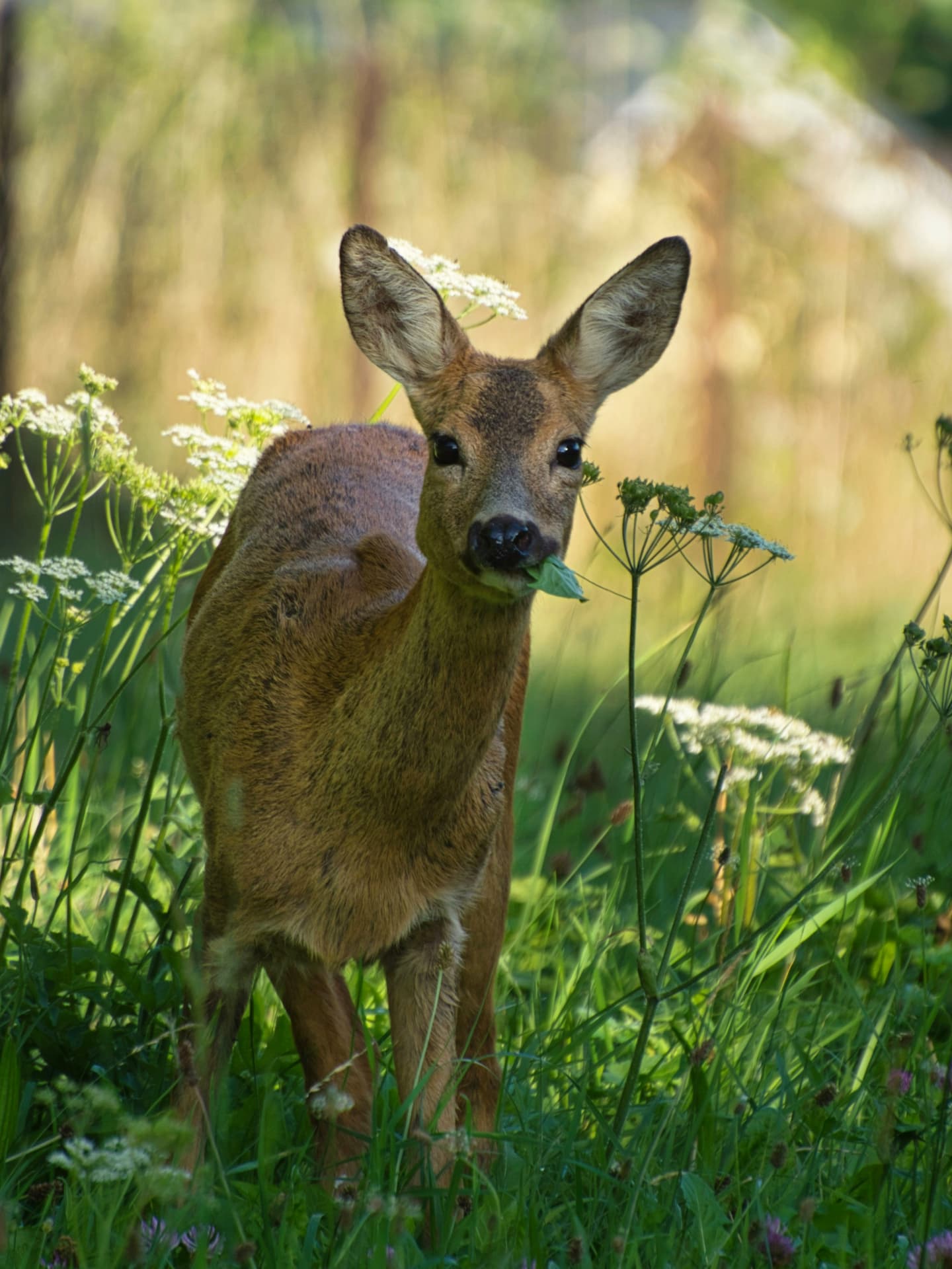 Pflanzen, die Rehe nicht fressen - perfekt fr den Garten