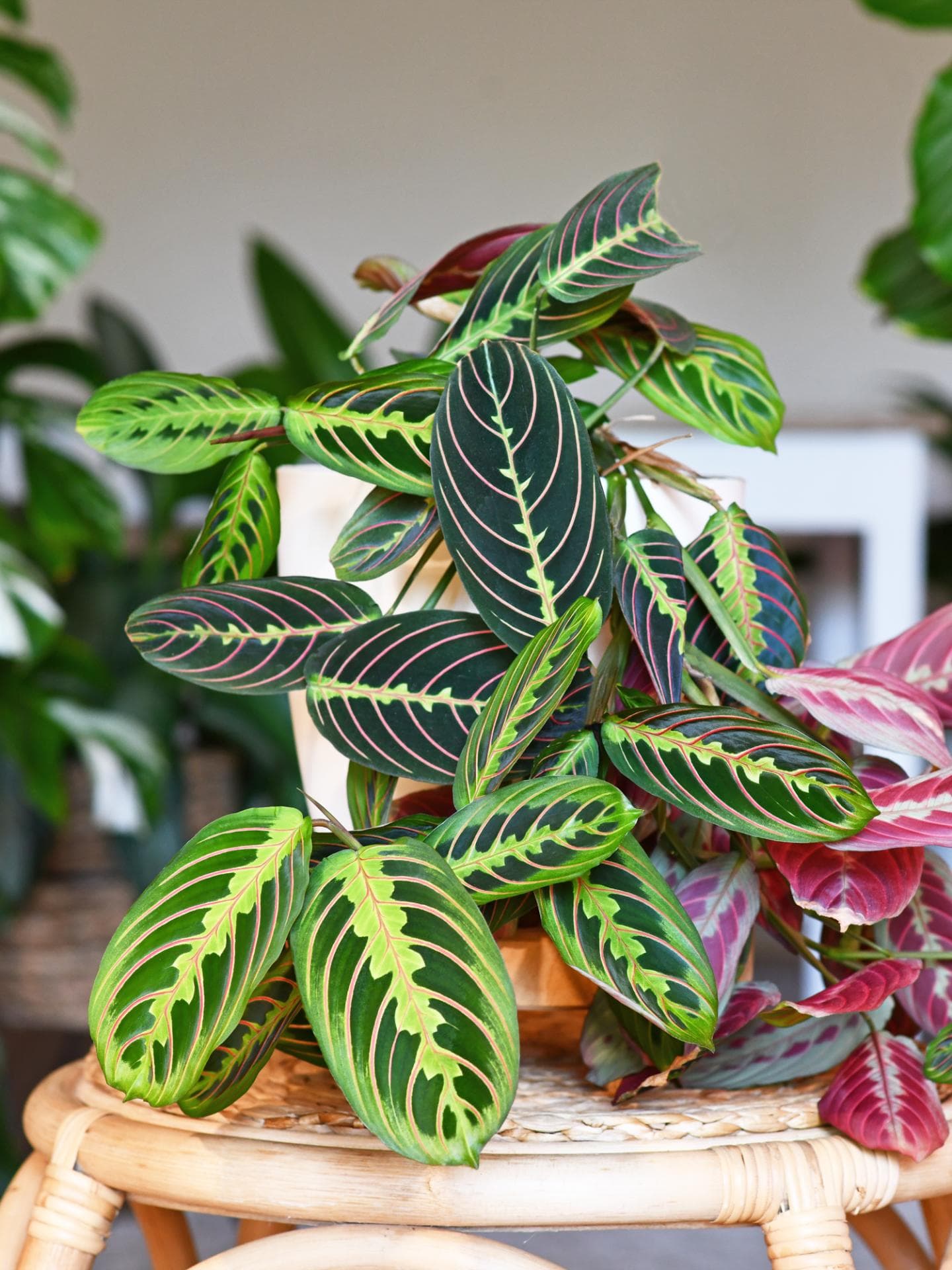 calathea warscewiczii kaufen Calathea 'Warscewiczii' main image 0