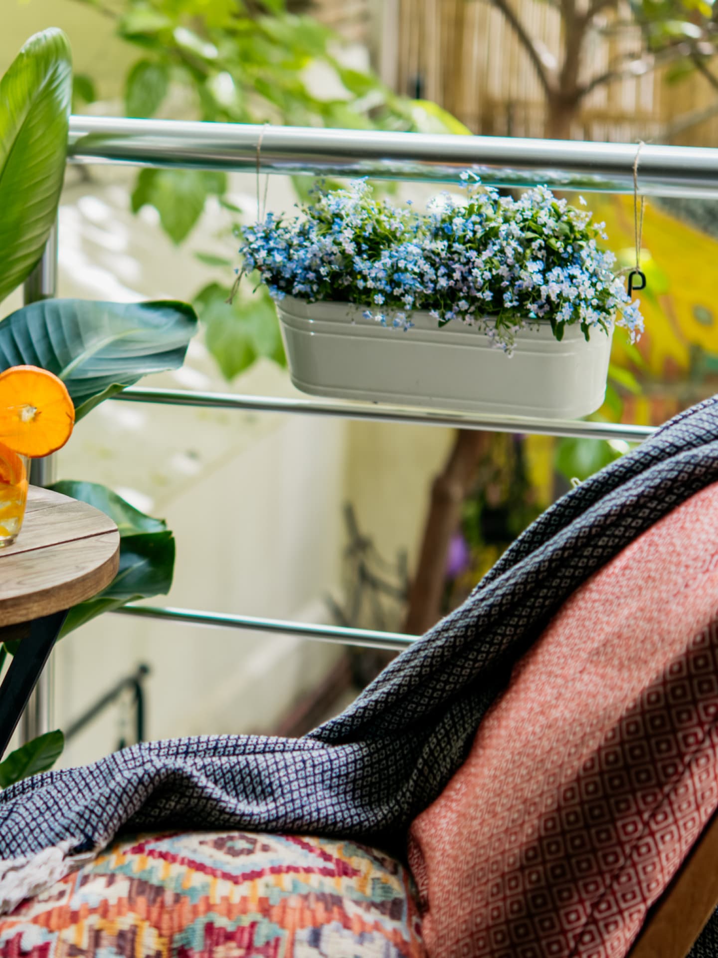 zimmerpflanze ahornähnliche blätter Ahornblättrige Platane als Spalierbaum kaufen main image 1