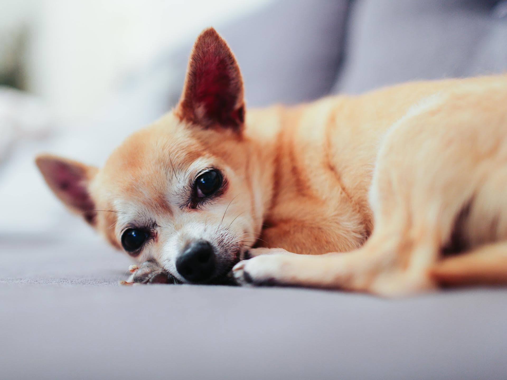 Chihuahua