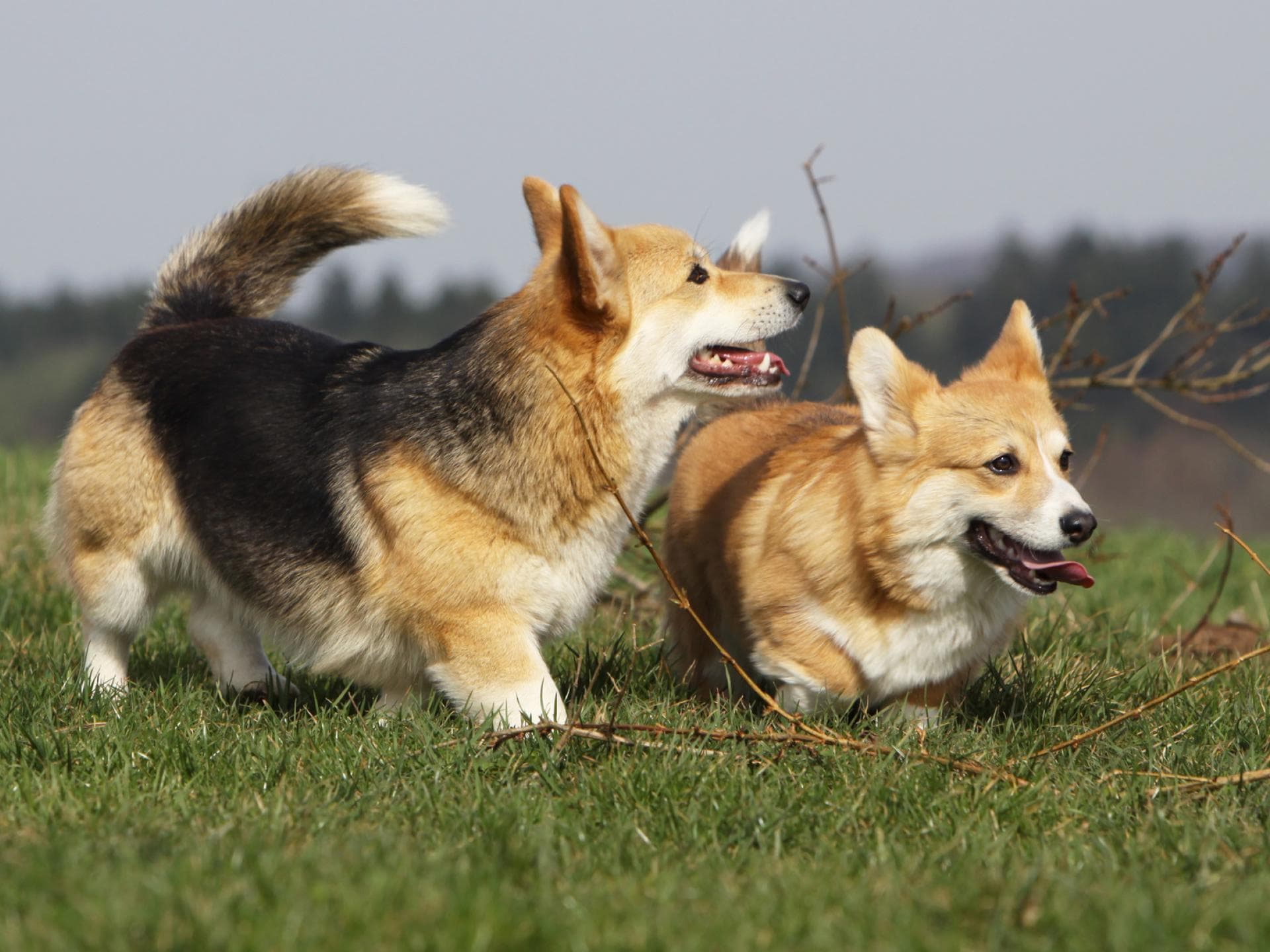 Corgies
