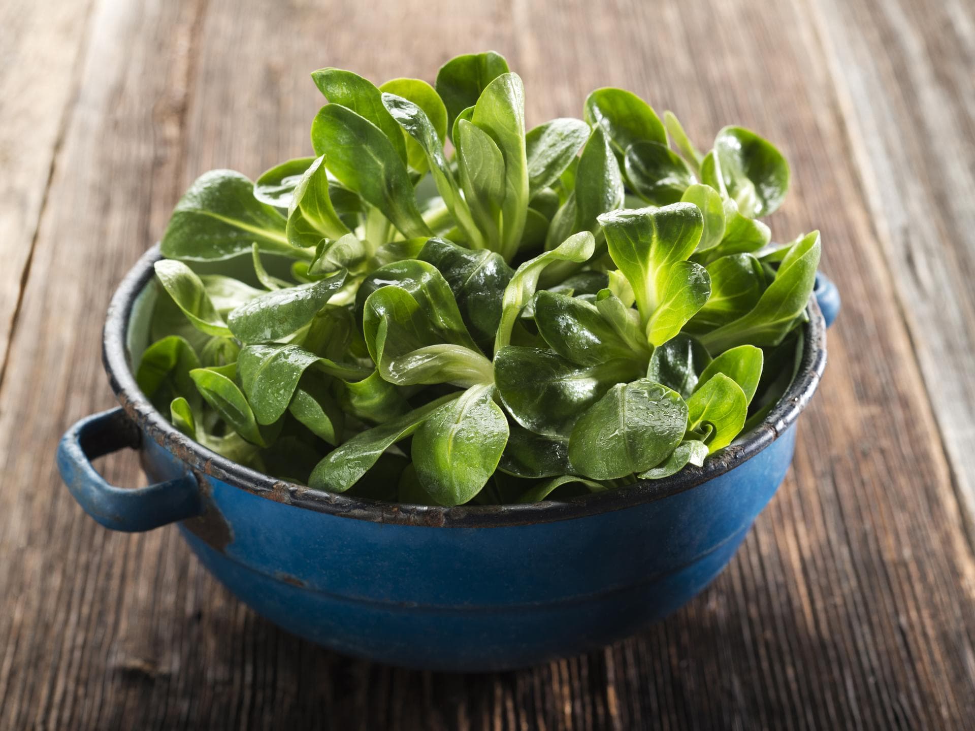 Feldsalat in einer Schale