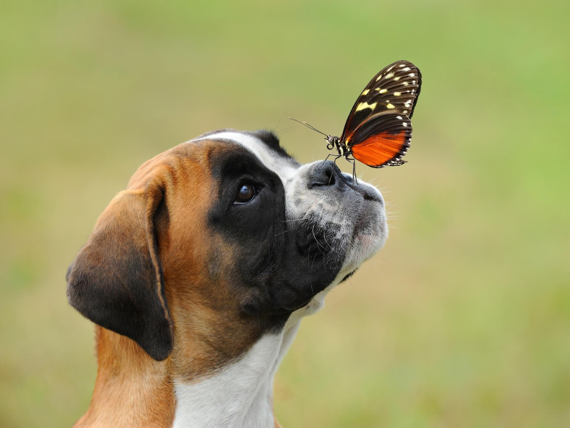 Boxer