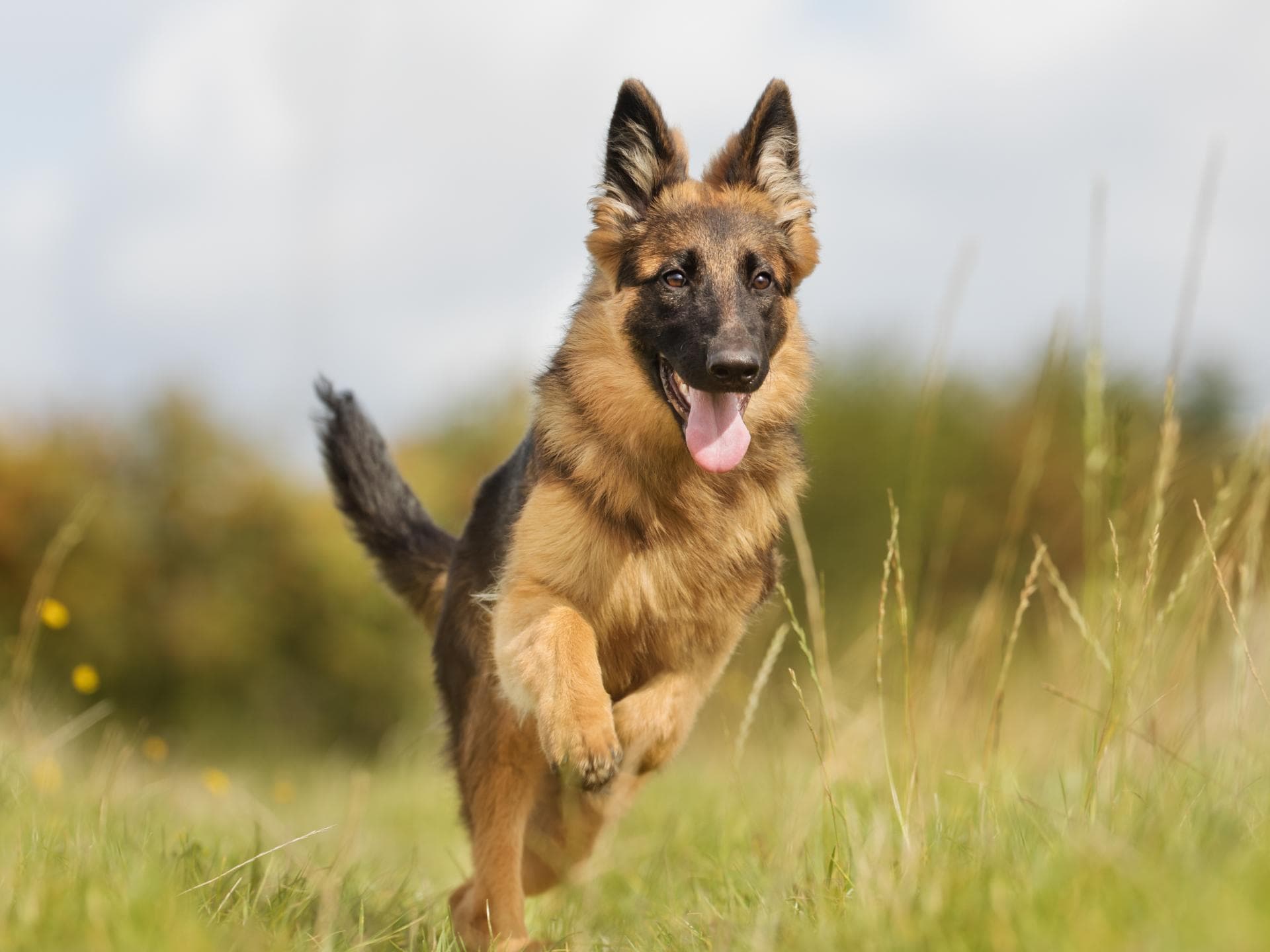 Schäferhund