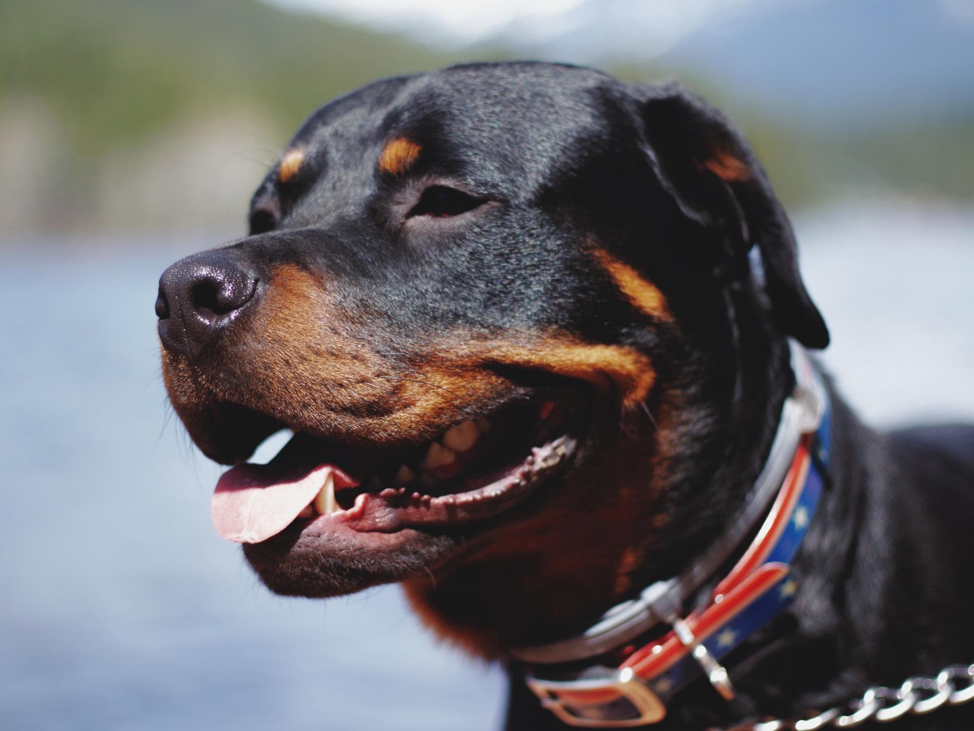 Rottweiler