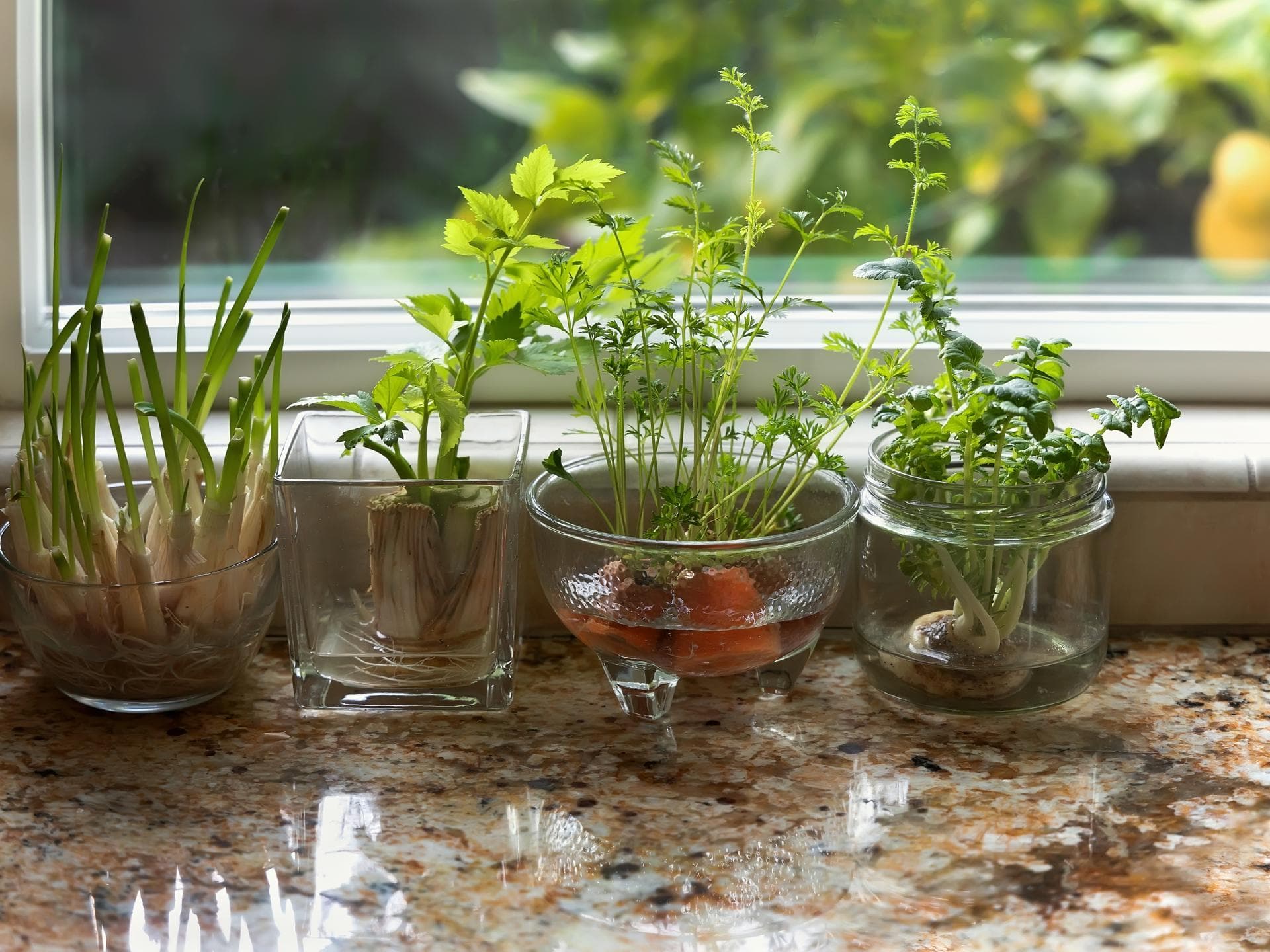 Regrowing: Aus Bio-Resten neues Gemüse ziehen
