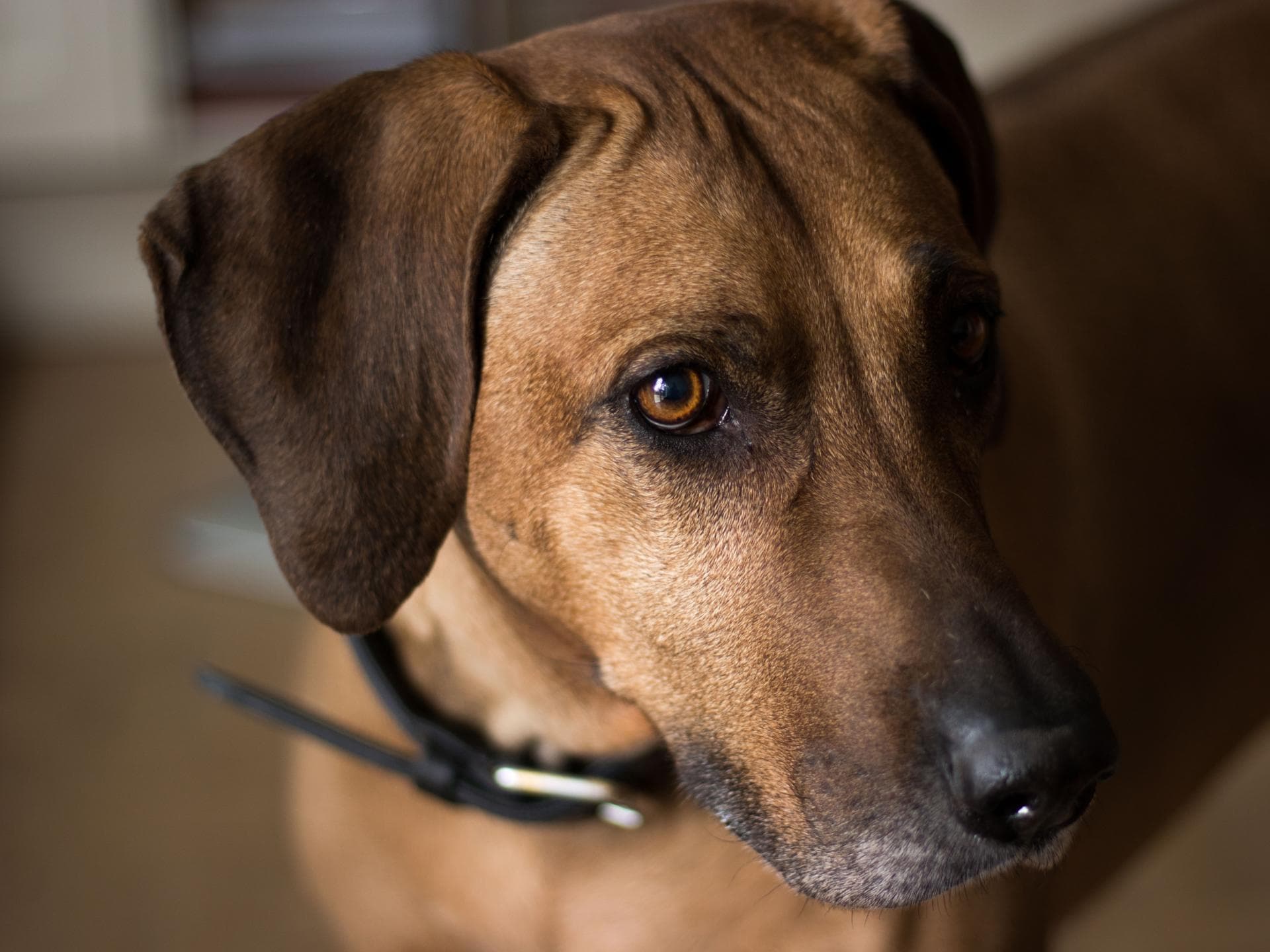 Ridgeback