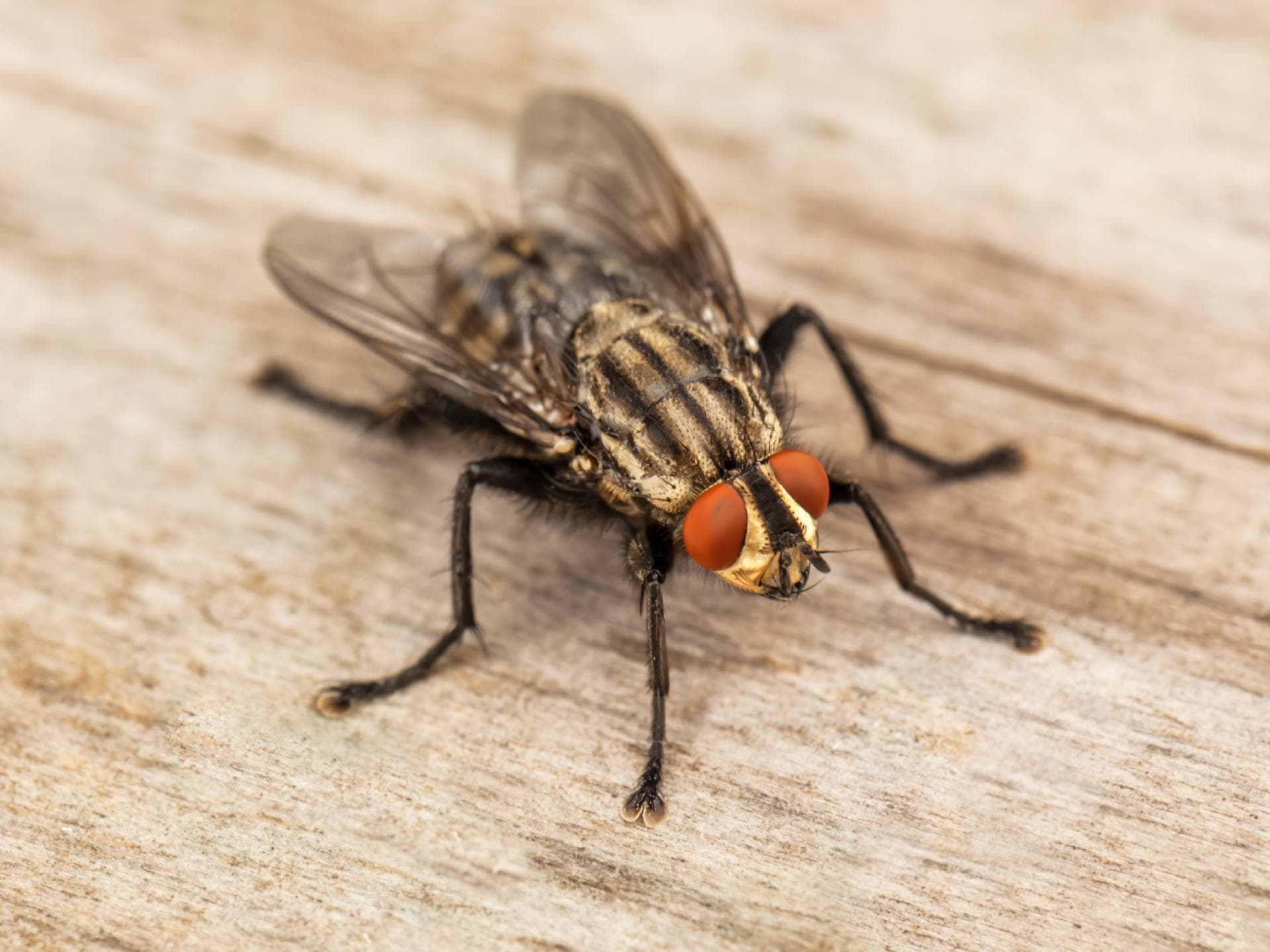 Fliegen vertreiben mit Hausmitteln