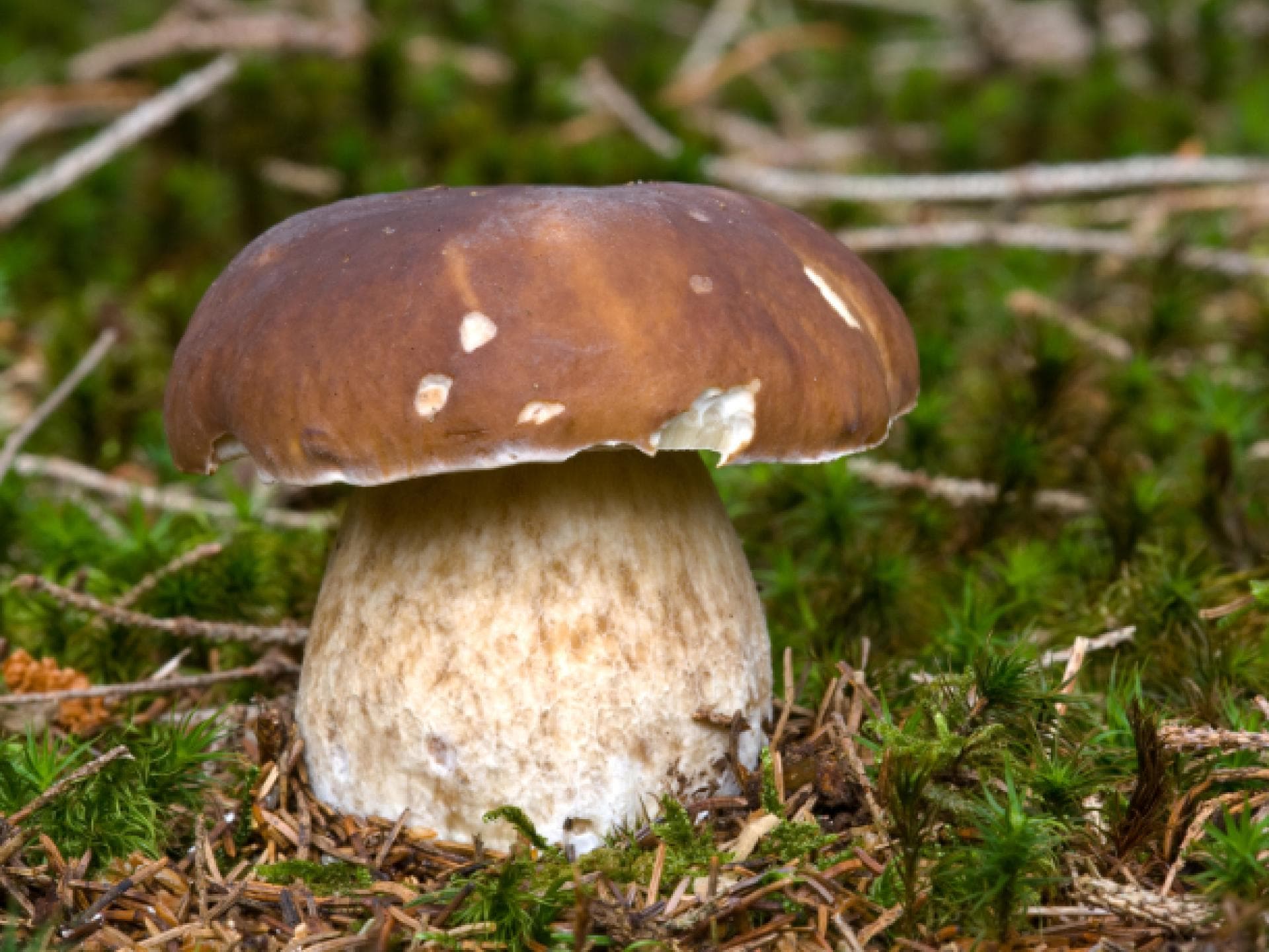 Steinpilze zubereiten