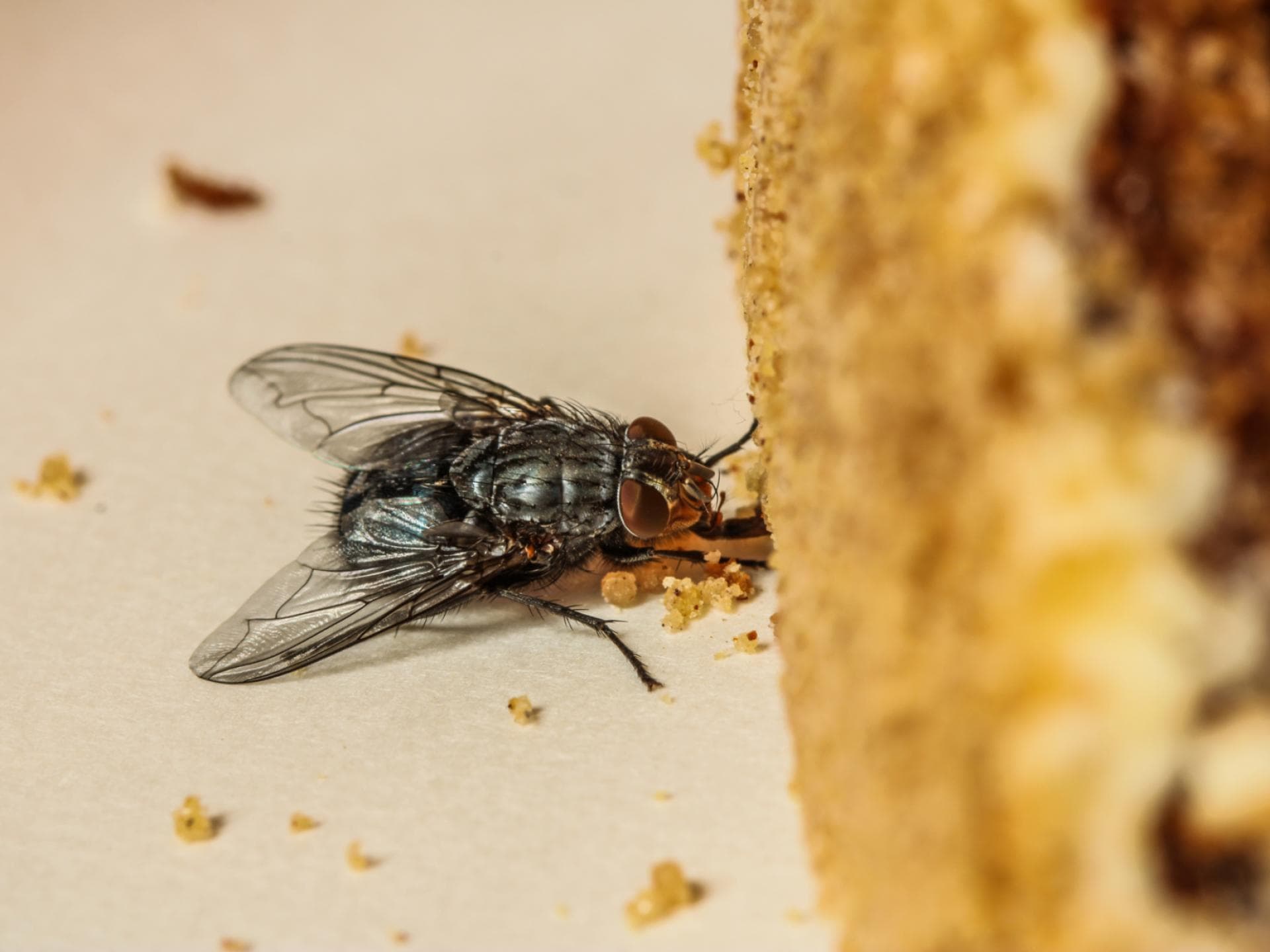 Fliegen vertreiben mit Hausmitteln