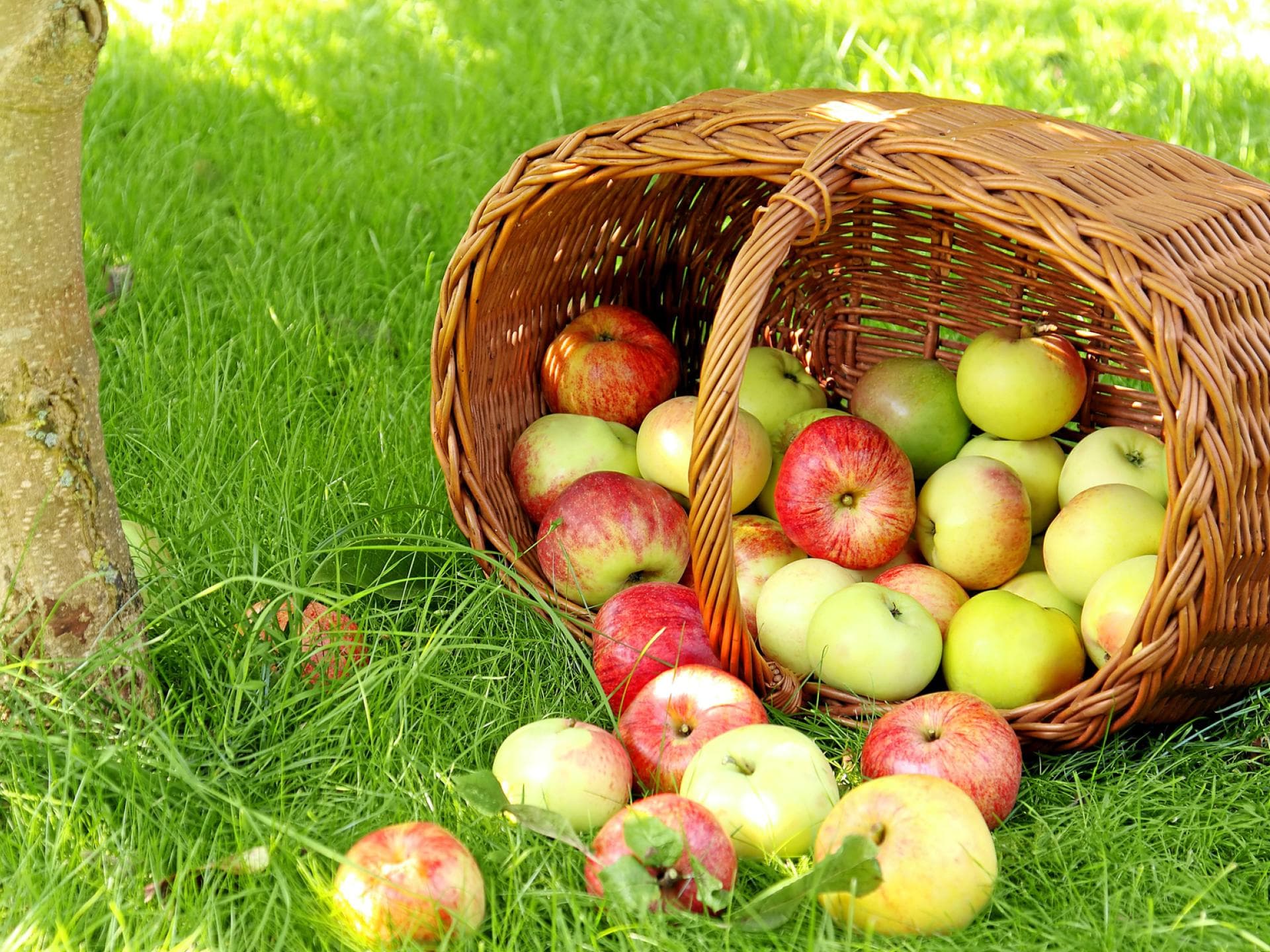 Apfelernte im Spätsommer Herbst