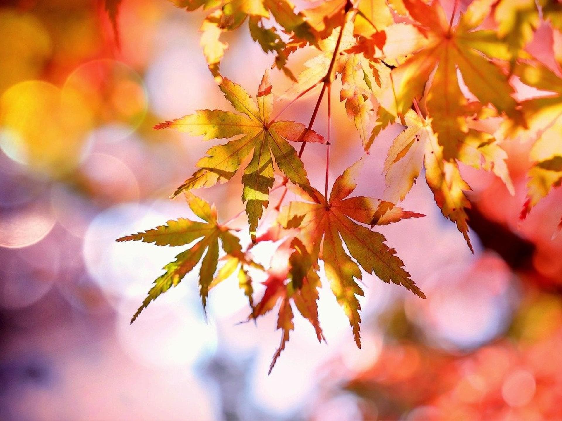 Herbstbilder