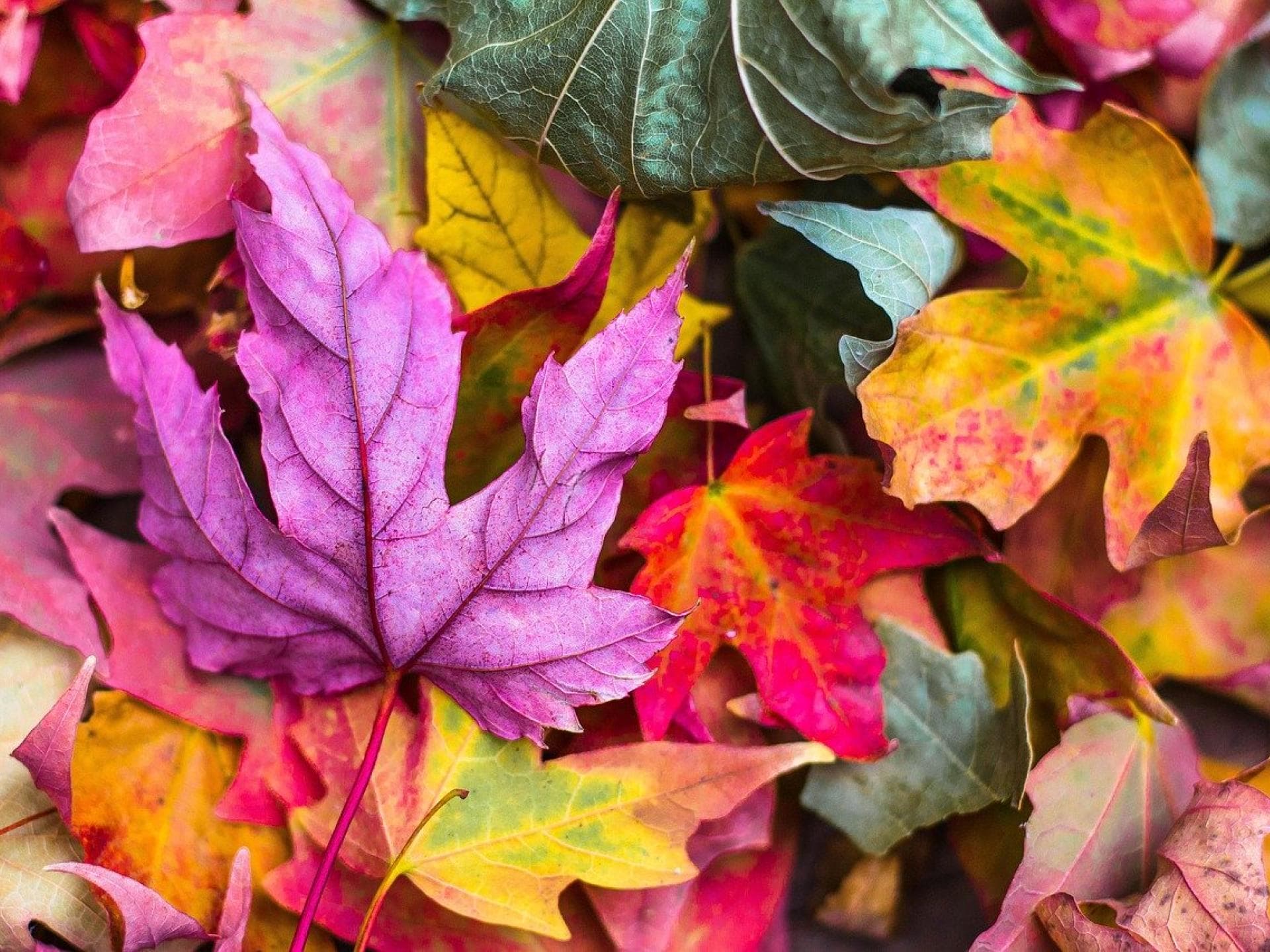 Herbstbilder