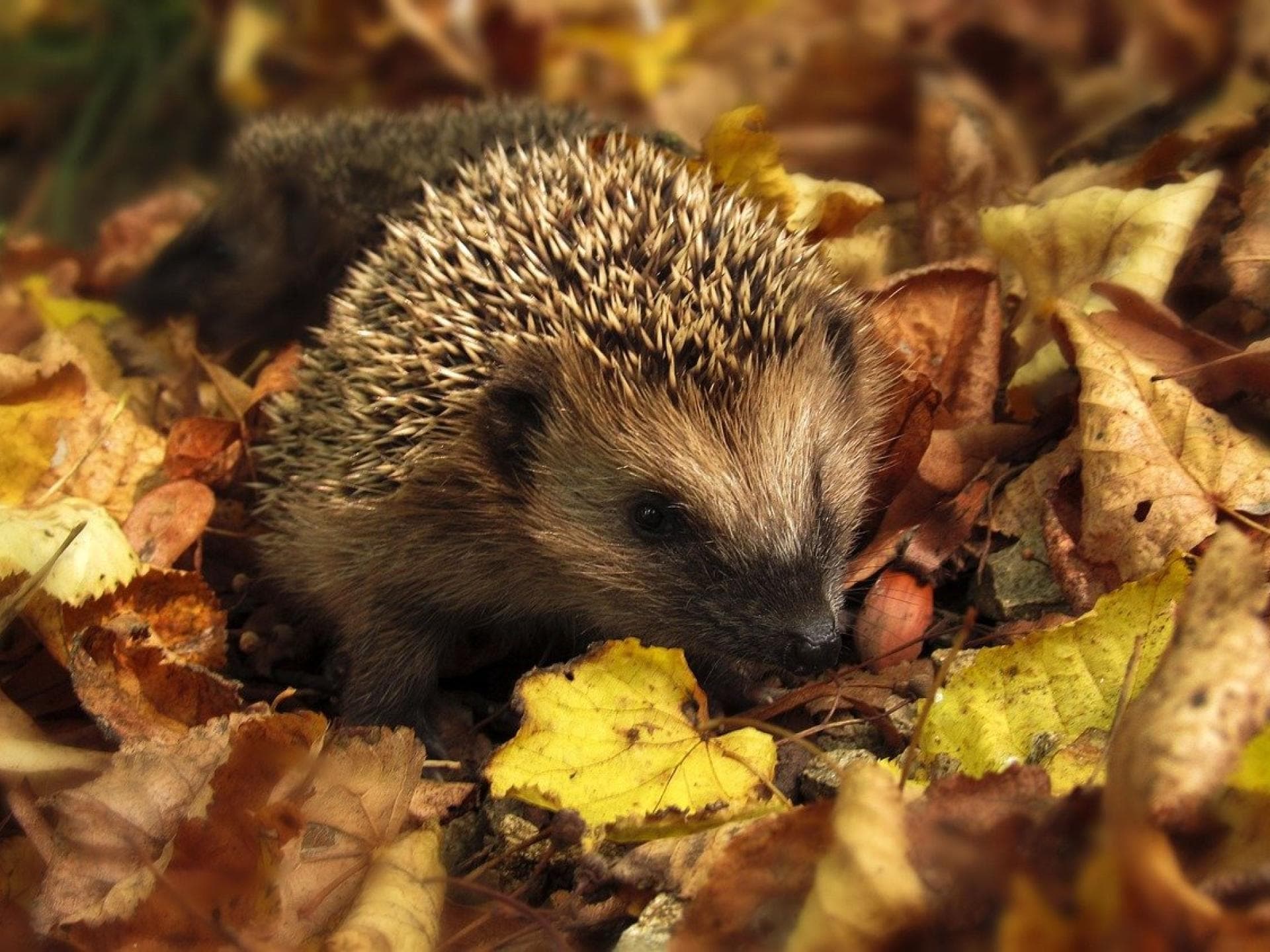 Herbstbilder