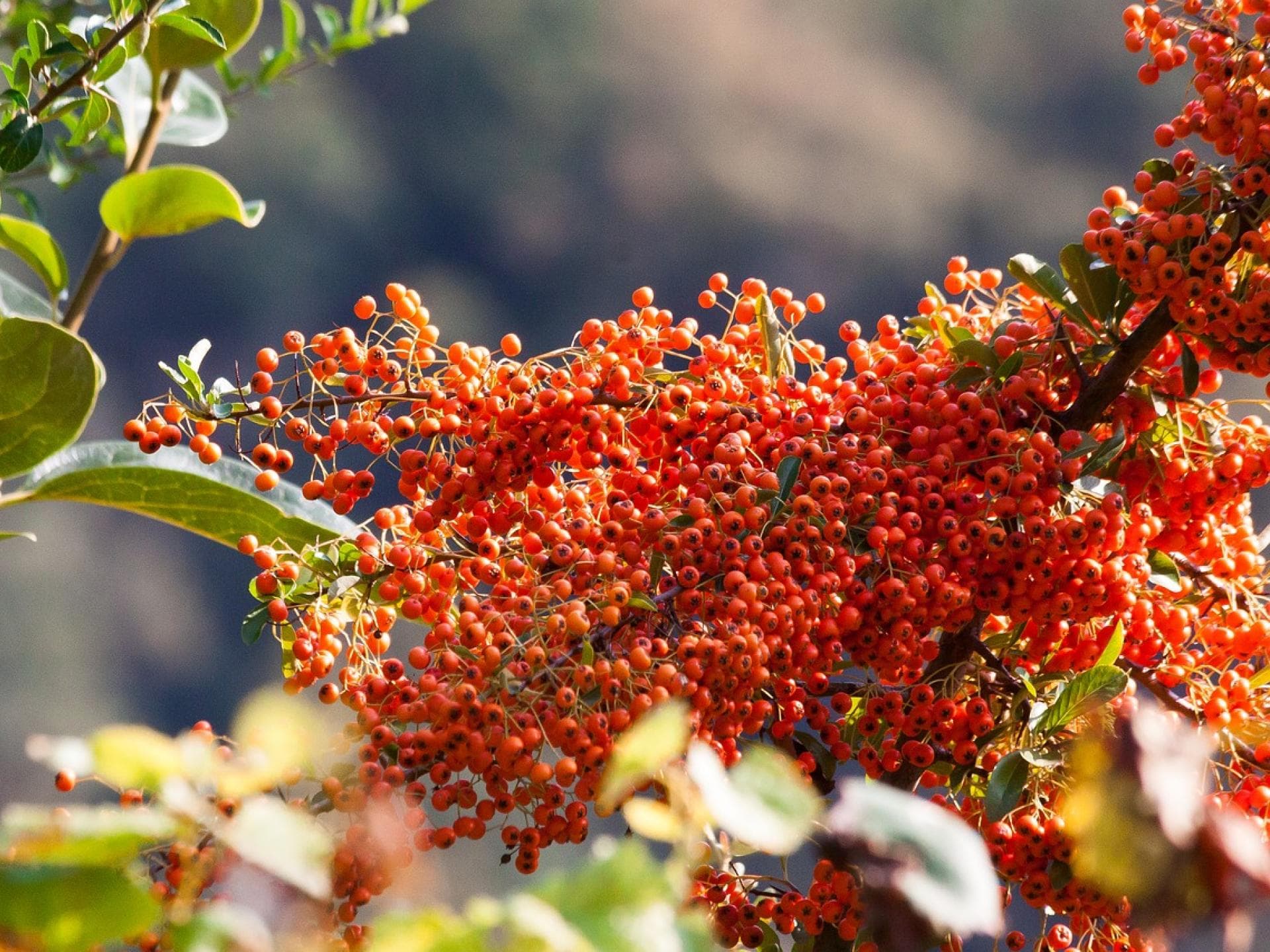 Herbstbilder