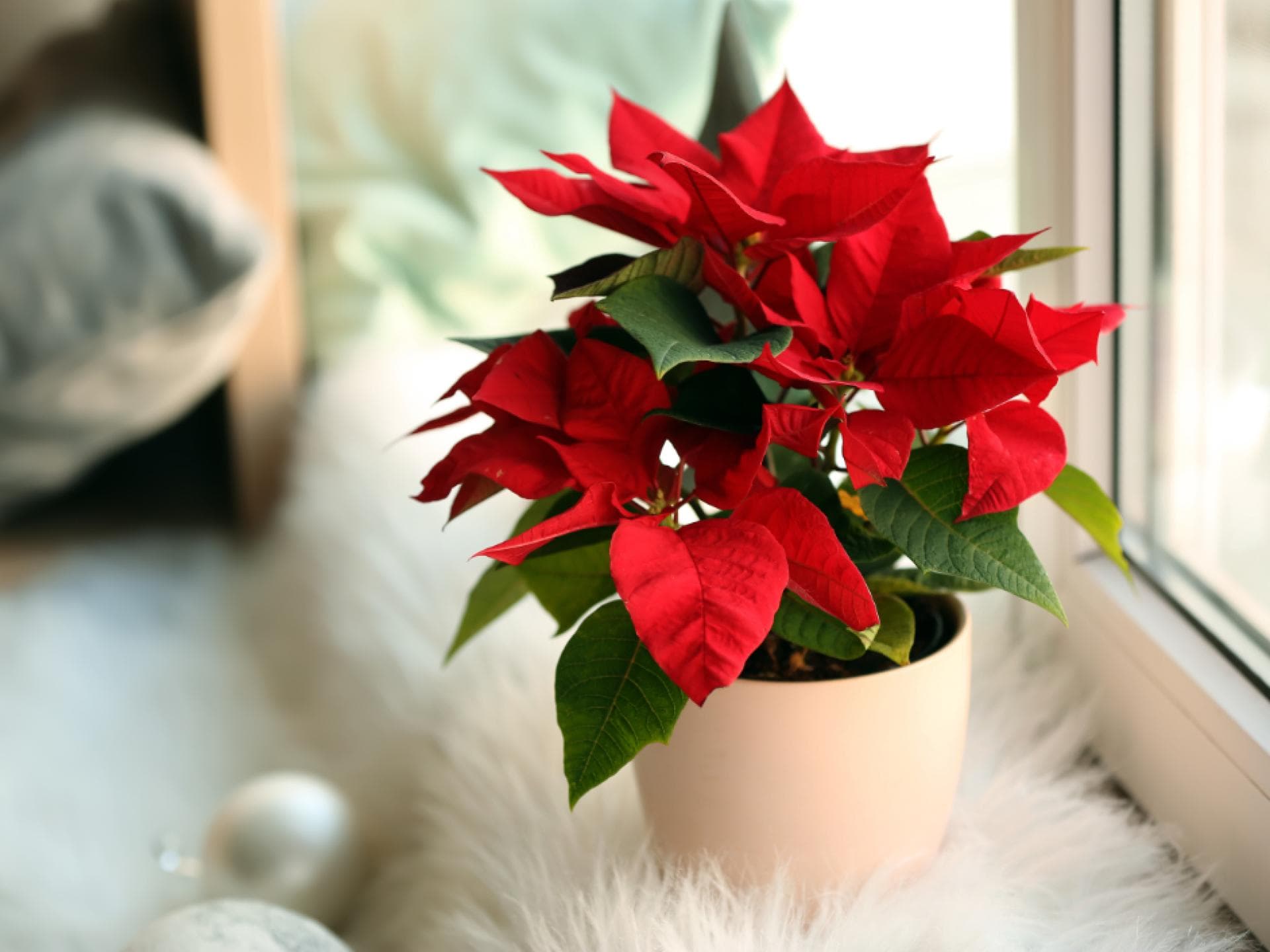 Weihnachtsstern